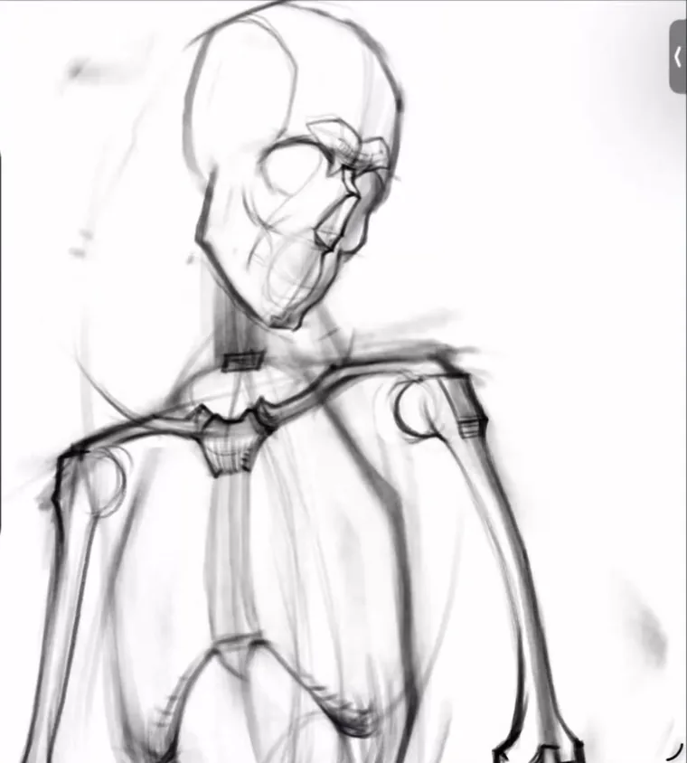 Human skull: orbit, zygomatic arches, nasal bone