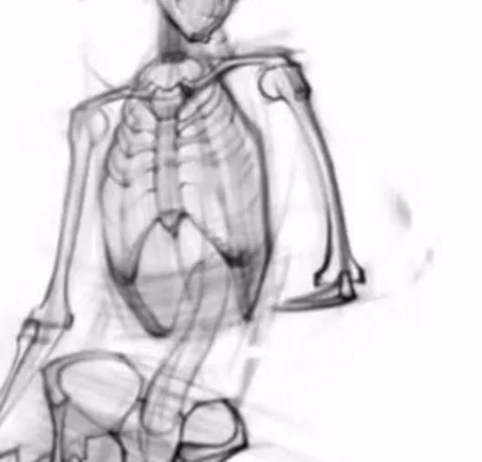 Ribs and cartilage of the chest in the skeleton drawing