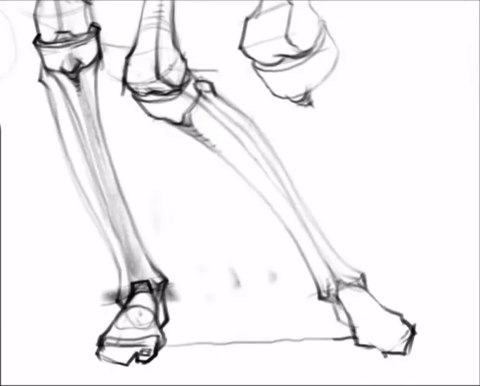 Foot bones: metatarsals and calcaneus
