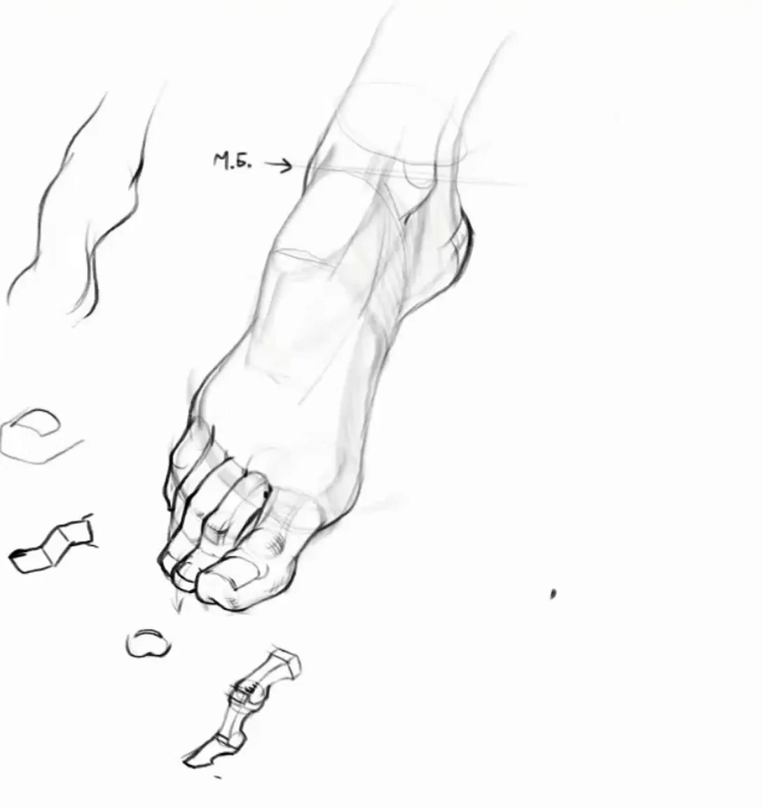 Toe toes along an arc: big toe, little toe and three middle toes, phalanges