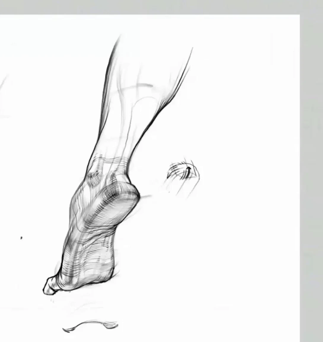 Sole view: transverse arch, pads, and heel