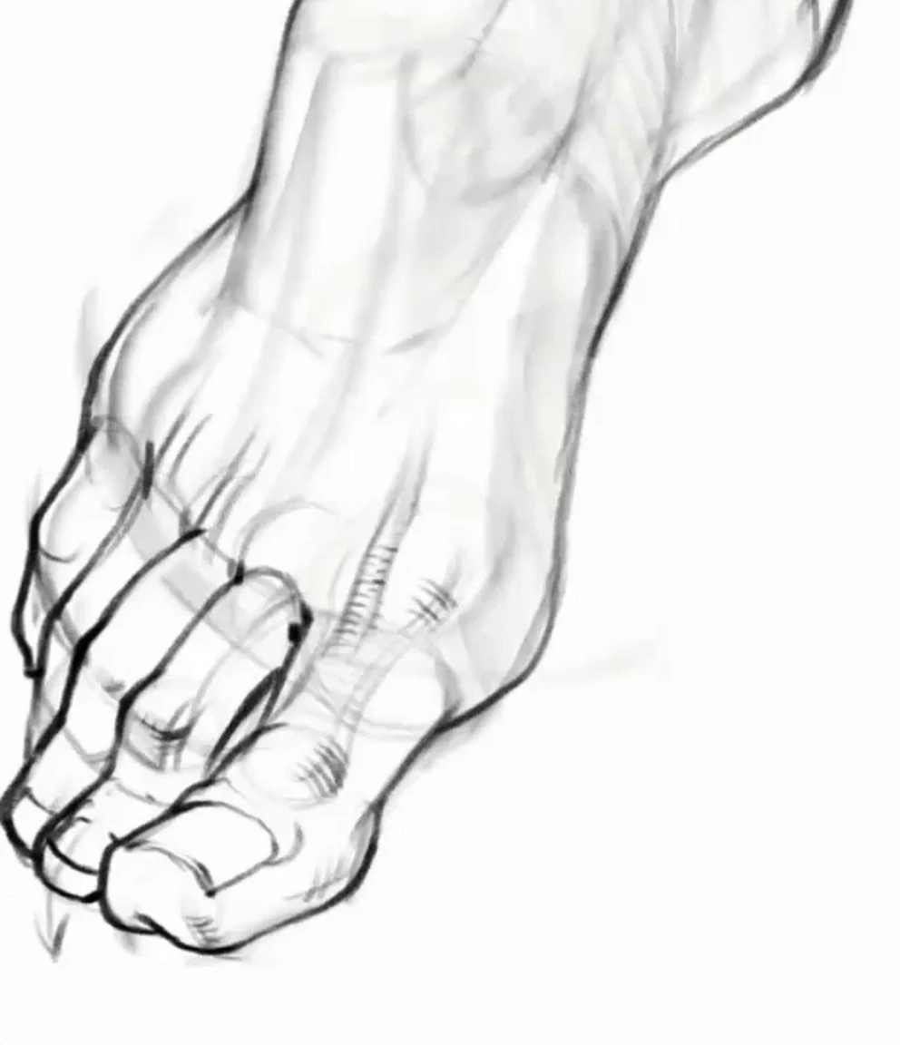 The structure of the foot consists of four blocks: heel, tarsus, metatarsal bones, toes